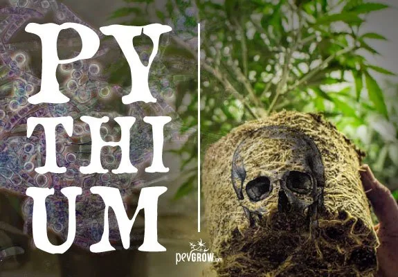 Montaje con la palabra «Pythium» a la izquierda y una calavera superpuesta a un cepellón sostenido con una mano a la derecha. Montaje con la palabra «Pythium» a la izquierda y una calavera superpuesta a un cepellón sostenido con una mano a la derecha.
