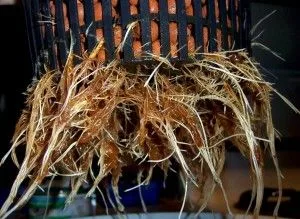 Primer plano de raíces entrelazadas, de tonos claros y marrones, que sobresalen de la base de una maceta de rejilla negra. Primer plano de raíces entrelazadas, de tonos claros y marrones, que sobresalen de la base de una maceta de rejilla negra.