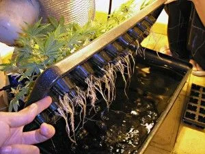 Una mano levanta la tapa de un sistema hidropónico con plantas de cannabis y raíces colgantes sobre el agua.