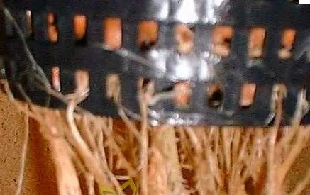 Primer plano de raíces de tonos beige y marrón que cuelgan bajo un recipiente negro con ranuras. Primer plano de raíces de tonos beige y marrón que cuelgan bajo un recipiente negro con ranuras.