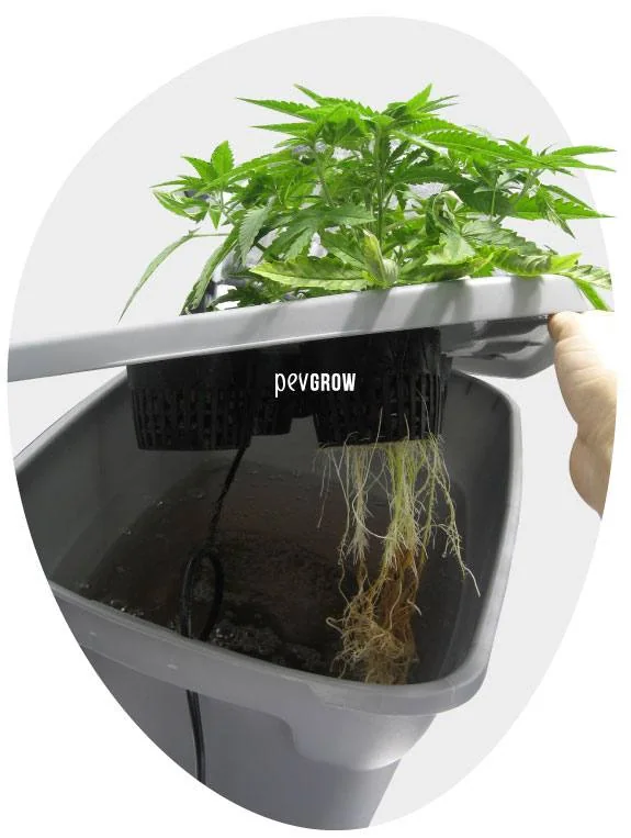 Una mano levanta la tapa de un propagador con plantas de cannabis y deja a la vista las raíces que cuelgan sobre el depósito. Una mano levanta la tapa de un propagador con plantas de cannabis y deja a la vista las raíces que cuelgan sobre el depósito.