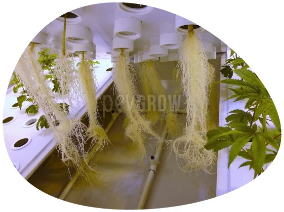 Numerosas raíces claras cuelgan de recipientes blancos dentro de un sistema de cultivo, con hojas de cannabis a los lados. Numerosas raíces claras cuelgan de recipientes blancos dentro de un sistema de cultivo, con hojas de cannabis a los lados.