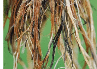 Primer plano de raíces colgantes con filamentos blancos, marrones y zonas oscuras sobre un fondo verde desenfocado. Primer plano de raíces colgantes con filamentos blancos, marrones y zonas oscuras sobre un fondo verde desenfocado.