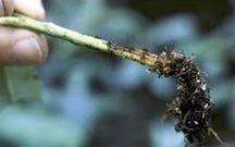 Una mano sostiene un tallo fino con una zona marrón y raíces oscuras con restos de sustrato adheridos en el extremo. Una mano sostiene un tallo fino con una zona marrón y raíces oscuras con restos de sustrato adheridos en el extremo.