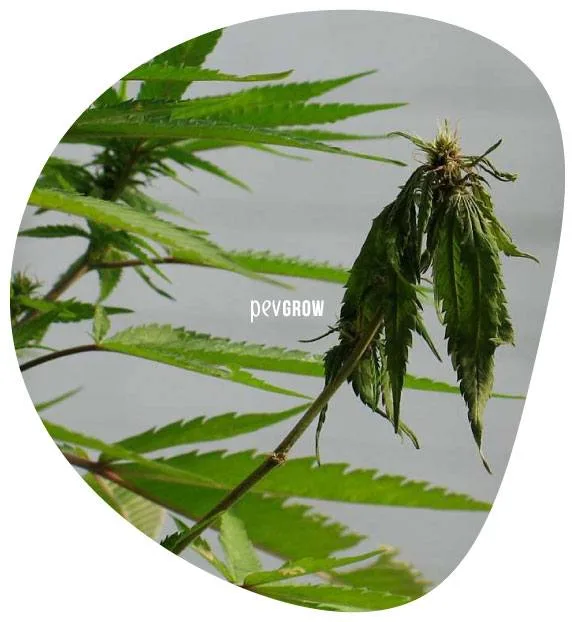 Detalle de una rama de cannabis con hojas oscuras, arrugadas y caídas alrededor de una flor, junto a otras hojas verdes.