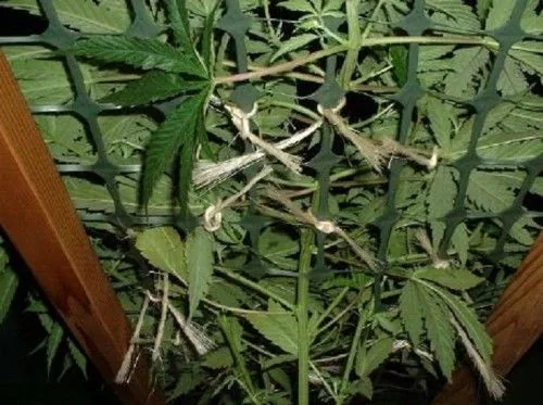 Detalle de ramas de cannabis sujetas con cordeles bajo una malla verde de cuadrícula, entre soportes de madera. Detalle de ramas de cannabis sujetas con cordeles bajo una malla verde de cuadrícula, entre soportes de madera.