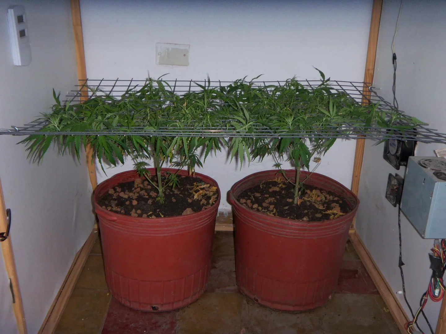 Dos plantas de cannabis en grandes macetas rojas, con las ramas extendidas bajo una rejilla horizontal en un espacio interior. Dos plantas de cannabis en grandes macetas rojas, con las ramas extendidas bajo una rejilla horizontal en un espacio interior.