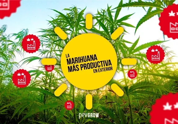 Plantas de cannabis al aire libre tras un sol amarillo con el texto «La marihuana más productiva en exterior» y emblemas rojos. Plantas de cannabis al aire libre tras un sol amarillo con el texto «La marihuana más productiva en exterior» y emblemas rojos.