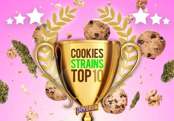 Trofeo dorado con el texto «Cookies Strains Top 10», rodeado de galletas, cogollos, laureles y estrellas sobre fondo rosa.