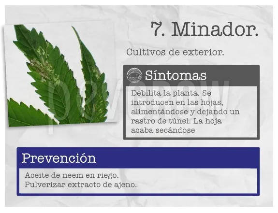 Infografía sobre el minador con hojas de cannabis que presentan rastros claros y recuadros de síntomas y prevención.