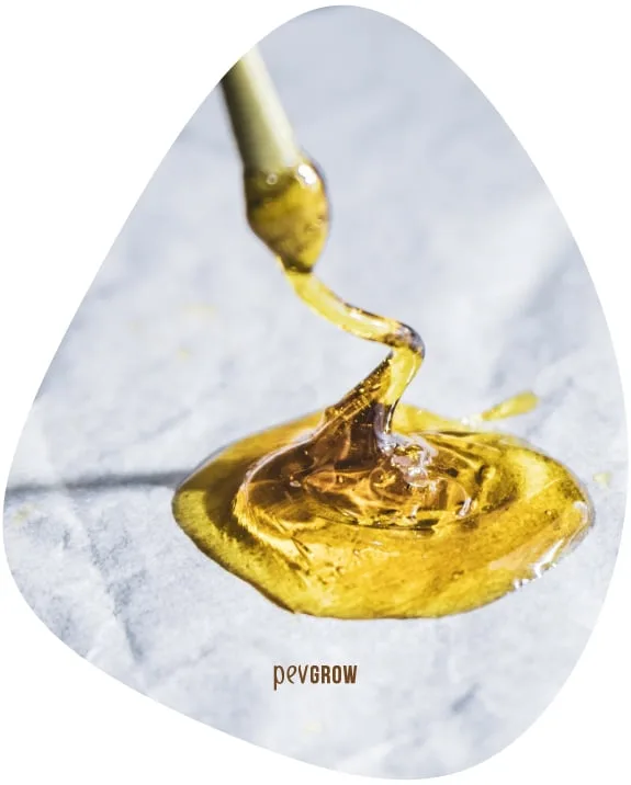 Primer plano de una herramienta que levanta un hilo de rosin dorado de una pequeña acumulación sobre papel, con el logotipo Pevgrow. Primer plano de una herramienta que levanta un hilo de rosin dorado de una pequeña acumulación sobre papel, con el logotipo Pevgrow.