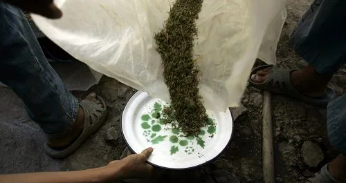 Primer plano de restos vegetales que caen de una bolsa blanca hacia un plato con motivos verdes, sostenido por una mano. Primer plano de restos vegetales que caen de una bolsa blanca hacia un plato con motivos verdes, sostenido por una mano.