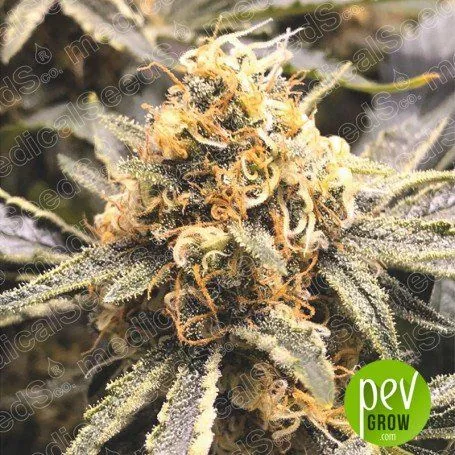 Primer plano de un cogollo de cannabis con numerosos filamentos anaranjados y hojas cubiertas de puntos blanquecinos. Primer plano de un cogollo de cannabis con numerosos filamentos anaranjados y hojas cubiertas de puntos blanquecinos.