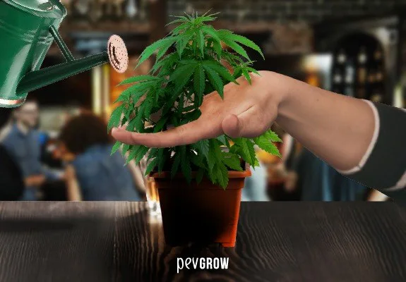 Una mano extendida frente a una planta de cannabis en maceta y una regadera verde inclinada, sobre una mesa.