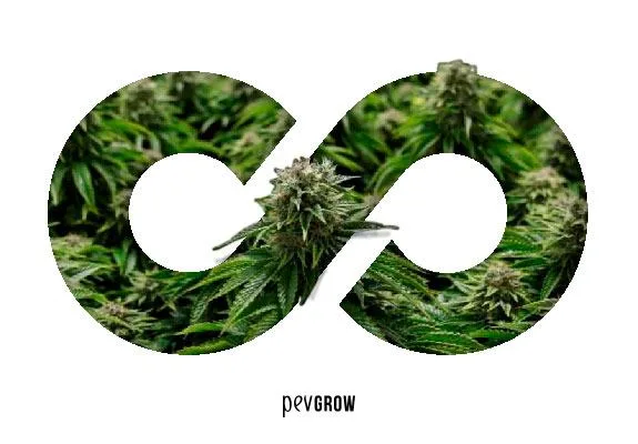 Símbolo de infinito relleno con fotografías de plantas de cannabis con cogollos, sobre fondo blanco y con el logotipo Pevgrow debajo. Símbolo de infinito relleno con fotografías de plantas de cannabis con cogollos, sobre fondo blanco y con el logotipo Pevgrow debajo.