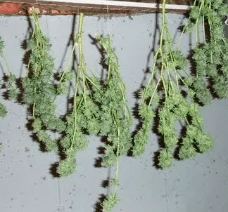 Ramas de cannabis con cogollos y hojas colgadas boca abajo de una barra horizontal frente a una pared gris.