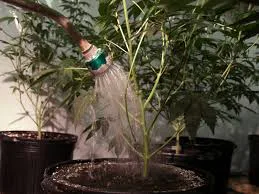 Una mano riega con una boquilla de ducha la tierra de una planta de cannabis en maceta, rodeada de otras plantas.