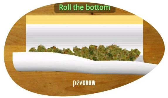 Ilustración de papel de liar con el borde inferior curvado sobre una fila de cannabis y la indicación «Roll the bottom».