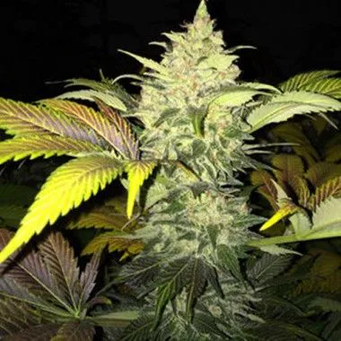 Primer plano de un gran cogollo central de cannabis rodeado de hojas verdes, amarillas y moradas sobre un fondo oscuro.