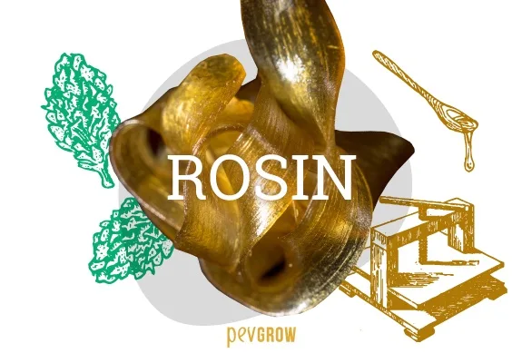 Composición con rosin dorado y el texto «ROSIN», acompañados de dibujos de cogollos, una herramienta con una gota y una prensa. Composición con rosin dorado y el texto «ROSIN», acompañados de dibujos de cogollos, una herramienta con una gota y una prensa.