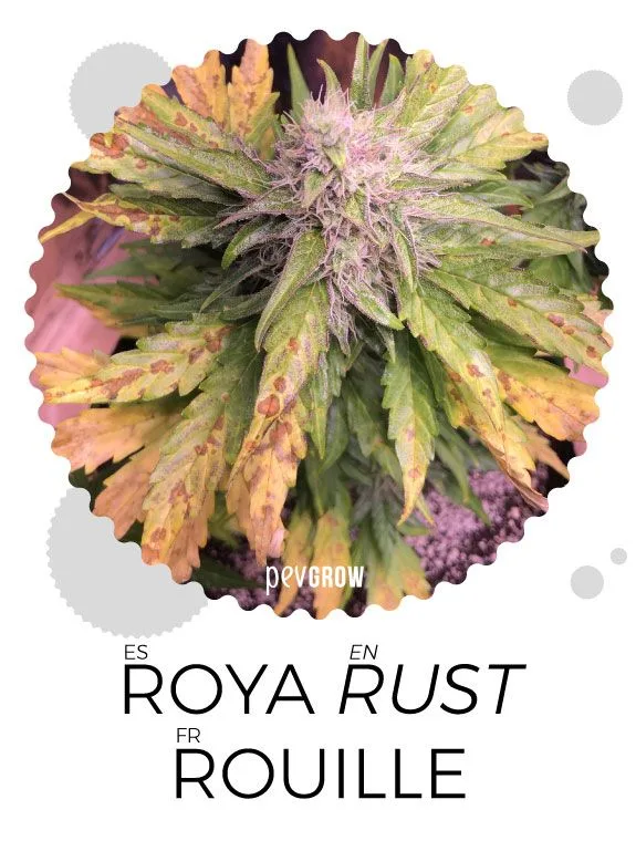 Primer plano de una planta de cannabis con hojas amarillentas y manchas marrones, en una lámina rotulada «Roya / Rust / Rouille». Primer plano de una planta de cannabis con hojas amarillentas y manchas marrones, en una lámina rotulada «Roya / Rust / Rouille».