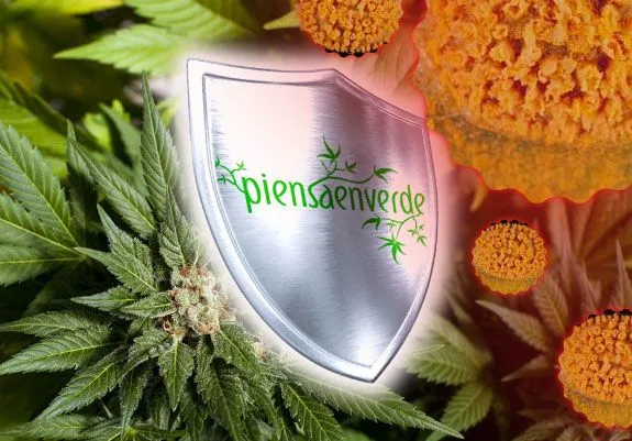 Montaje de hojas y flores de cannabis junto a un escudo plateado con el texto «piensaenverde» y formas esféricas anaranjadas.