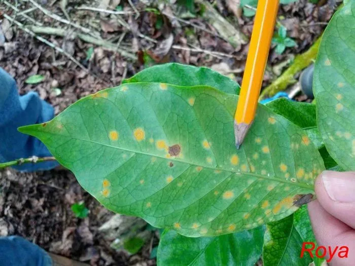 Hoja verde sostenida por una mano, con numerosas manchas amarillas y algunas marrones; un lápiz señala una zona y aparece el texto «Roya».