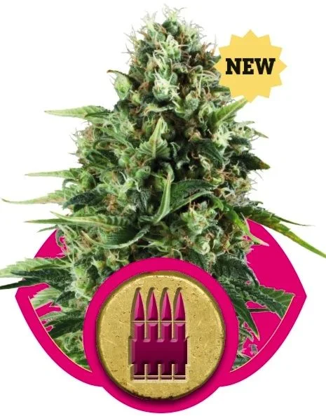 Cogollo de cannabis con hojas verdes y pistilos anaranjados, sobre un emblema fucsia con cuatro cartuchos y un sello «NEW». Cogollo de cannabis con hojas verdes y pistilos anaranjados, sobre un emblema fucsia con cuatro cartuchos y un sello «NEW».