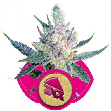 Cogollo de cannabis con hojas verdes y moradas sobre un emblema fucsia y dorado que representa una porción de queso, en fondo blanco.