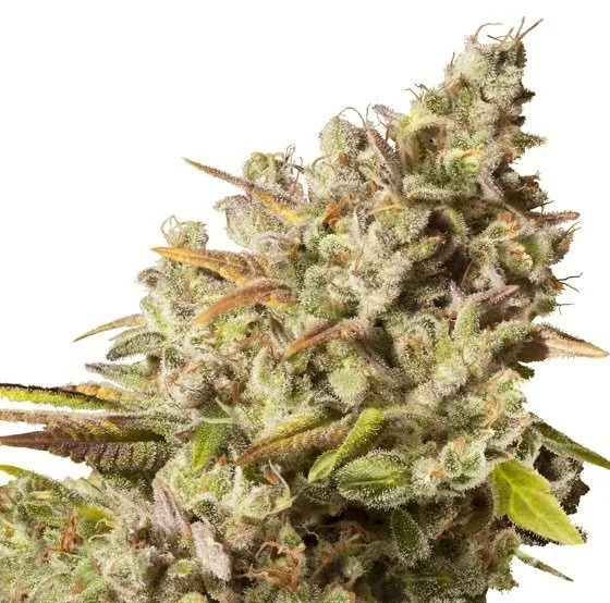 Primer plano de un cogollo de cannabis con abundantes tricomas, pistilos anaranjados y pequeñas hojas verdes y violáceas sobre fondo blanco.