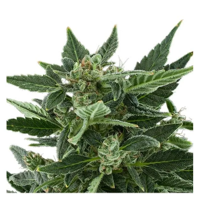 Primer plano de Royal Kush Automatic, con cogollos entre hojas verdes dentadas cubiertas de puntos blanquecinos, sobre fondo blanco.