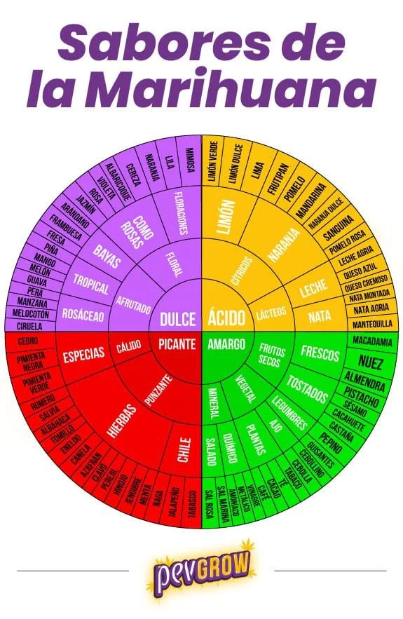 Rueda «Sabores de la Marihuana» dividida en sectores de colores con categorías dulce, ácido, picante y amargo. Rueda «Sabores de la Marihuana» dividida en sectores de colores con categorías dulce, ácido, picante y amargo.
