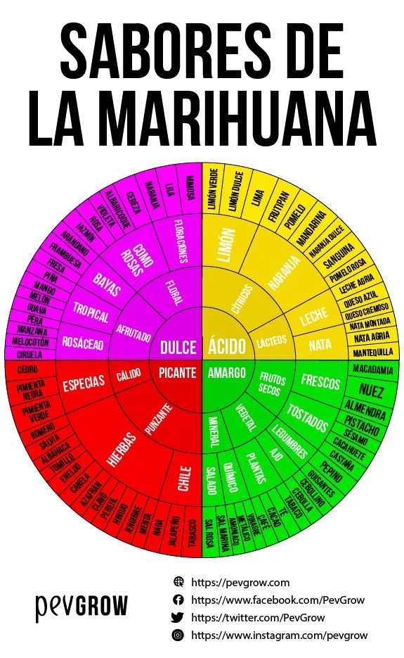 Rueda titulada «Sabores de la marihuana», con sectores de colores que clasifican sabores dulces, ácidos, amargos y picantes. Rueda titulada «Sabores de la marihuana», con sectores de colores que clasifican sabores dulces, ácidos, amargos y picantes.