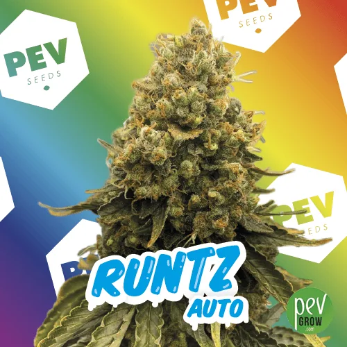Flor de cannabis alargada con hojas en la base, sobre fondo multicolor con el texto «RUNTZ AUTO» y logotipos PEV Seeds. Flor de cannabis alargada con hojas en la base, sobre fondo multicolor con el texto «RUNTZ AUTO» y logotipos PEV Seeds.
