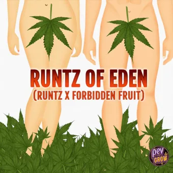 Ilustración de la ficha de Runtz of Eden: dos siluetas cubiertas con hojas de cannabis y el texto Runtz x Forbidden Fruit