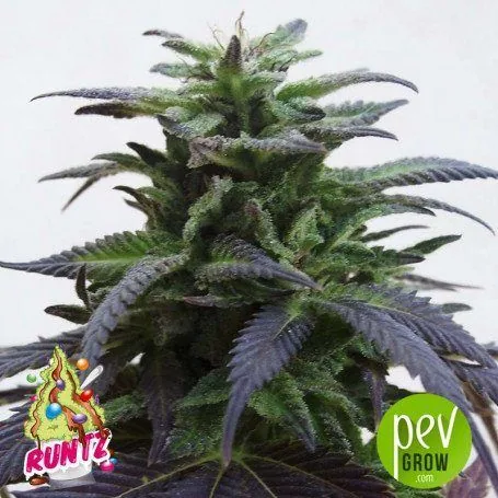 Cogollo de cannabis en primer plano, rodeado de hojas alargadas verdes y moradas, con logotipos de Runtz y Pev Grow abajo.