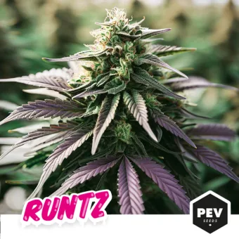 Primer plano de un cogollo de cannabis con hojas verdes y moradas, con el texto «RUNTZ» y el logotipo de PEV Seeds.