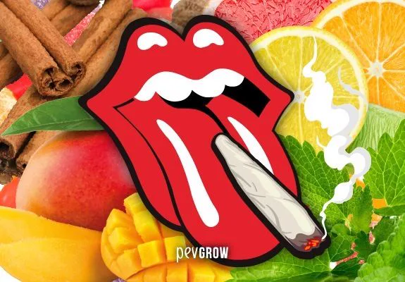 Ilustración de una boca roja con la lengua fuera y un porro encendido, rodeada de cítricos, mango, canela y hojas verdes. Ilustración de una boca roja con la lengua fuera y un porro encendido, rodeada de cítricos, mango, canela y hojas verdes.