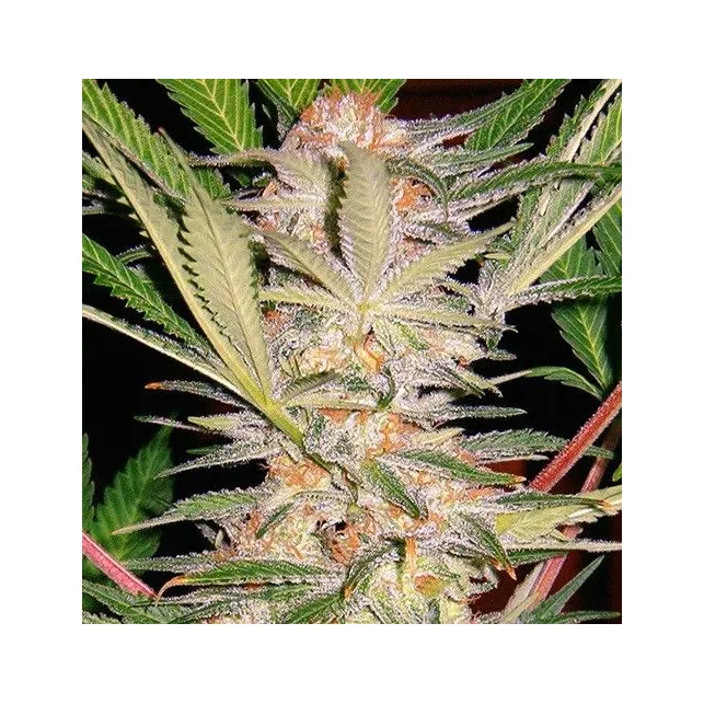Primer plano de una inflorescencia de cannabis con abundantes tricomas claros, pistilos anaranjados y hojas dentadas.