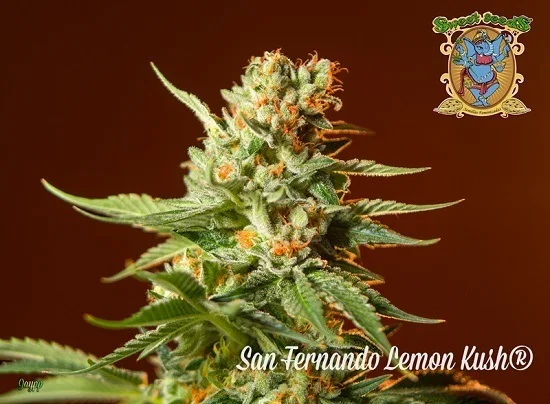 Cogollo de cannabis con hojas alargadas y pistilos naranjas sobre fondo marrón, con el texto «San Fernando Lemon Kush» y el logo de Sweet Seeds.