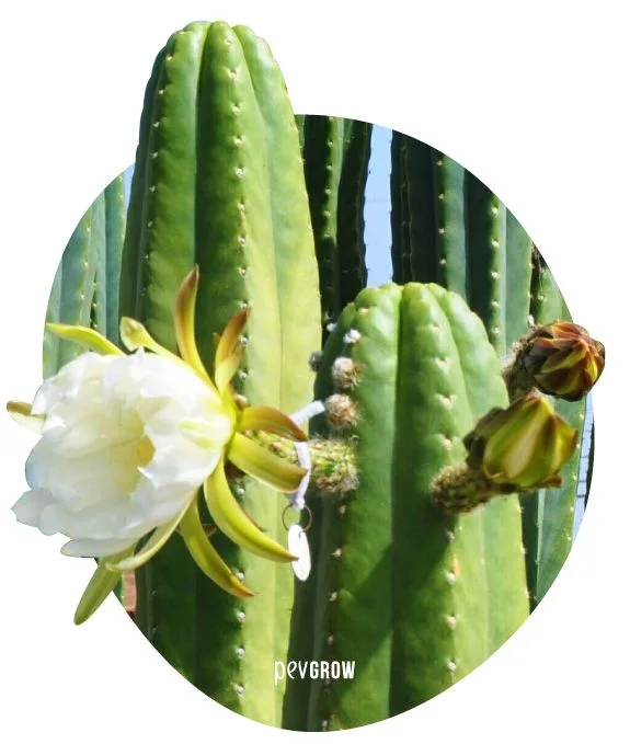 Cactus de tallos verdes columnares y acanalados, con una gran flor blanca abierta y dos capullos laterales. Cactus de tallos verdes columnares y acanalados, con una gran flor blanca abierta y dos capullos laterales.