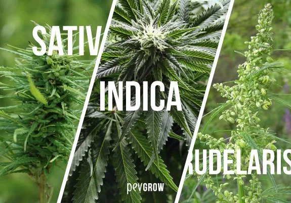 Comparación de sativa, indica y ruderalis en tres franjas diagonales con primeros planos de hojas y estructuras florales de cannabis. Comparación de sativa, indica y ruderalis en tres franjas diagonales con primeros planos de hojas y estructuras florales de cannabis.