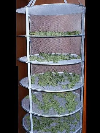 Secadero colgante de malla con cinco bandejas circulares visibles que contienen cogollos y hojas de cannabis.