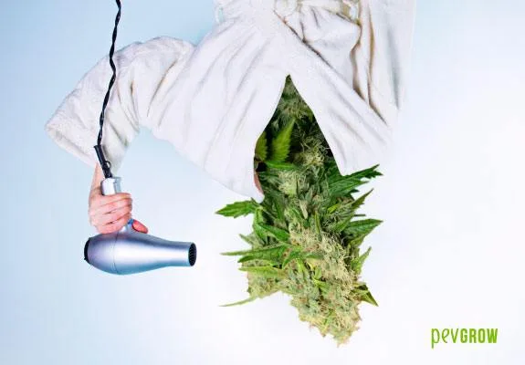 Montaje de un cogollo de cannabis colgando hacia abajo, envuelto parcialmente en una toalla blanca, y una mano con un secador de pelo.