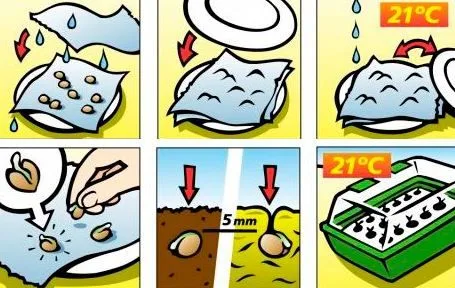 Secuencia ilustrada de germinación de semillas en papel húmedo y posterior siembra, con indicaciones de 21 °C y 5 mm. Secuencia ilustrada de germinación de semillas en papel húmedo y posterior siembra, con indicaciones de 21 °C y 5 mm.