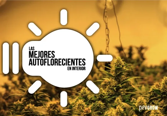 Cultivo de cannabis bajo luz amarilla, con un gráfico blanco de bombilla y el texto «Las mejores autoflorecientes en interior». Cultivo de cannabis bajo luz amarilla, con un gráfico blanco de bombilla y el texto «Las mejores autoflorecientes en interior».