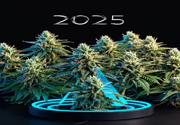 Composición de varios cogollos de cannabis sobre fondo negro, con una plataforma de aros luminosos azules y el texto 2025 en la parte superior. Composición de varios cogollos de cannabis sobre fondo negro, con una plataforma de aros luminosos azules y el texto 2025 en la parte superior.