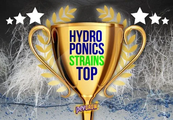 Trofeo dorado con el texto «HYDRO PONICS STRAINS TOP», rodeado de laureles, estrellas blancas y raíces sobre agua. Trofeo dorado con el texto «HYDRO PONICS STRAINS TOP», rodeado de laureles, estrellas blancas y raíces sobre agua.