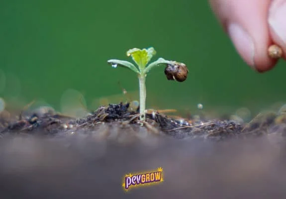 Primer plano de una plántula sobre tierra, con una cáscara de semilla adherida a una hoja y unos dedos cerca. Primer plano de una plántula sobre tierra, con una cáscara de semilla adherida a una hoja y unos dedos cerca.