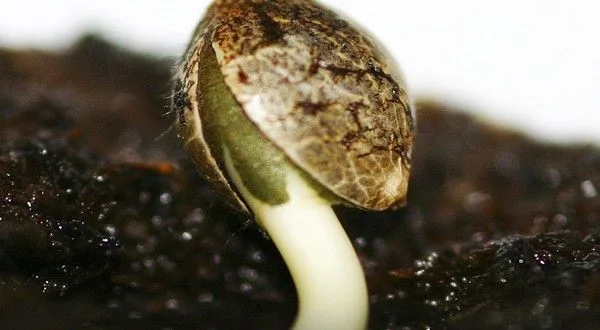 Primer plano de una semilla germinando sobre sustrato oscuro, con la cubierta moteada abierta y un tallo claro curvado. Primer plano de una semilla germinando sobre sustrato oscuro, con la cubierta moteada abierta y un tallo claro curvado.